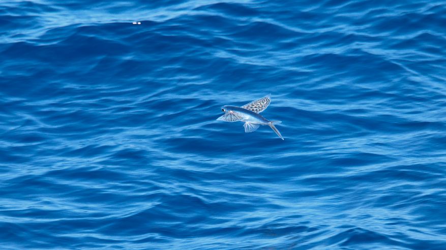 Fliegende Fischer über der Meeresoberfläche