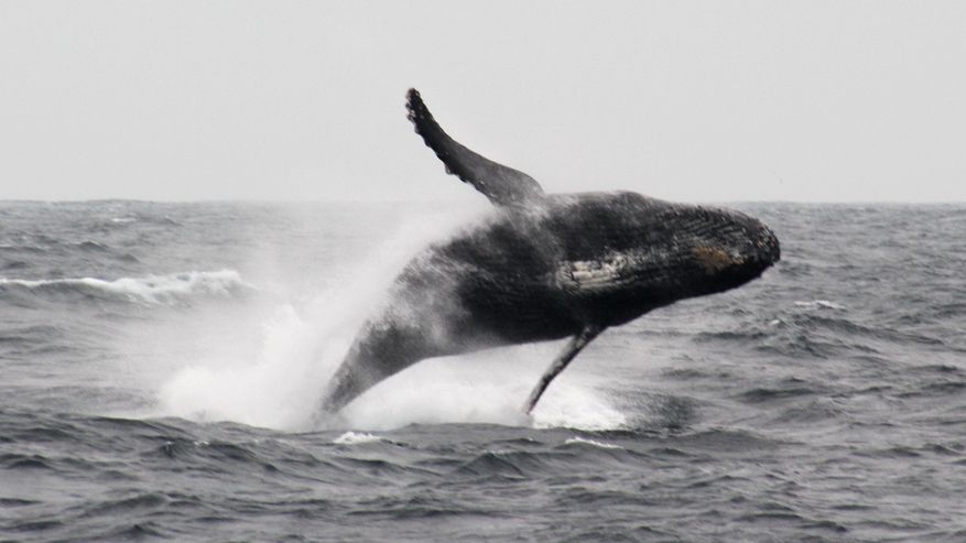 Aus dem Wasser springender Wal