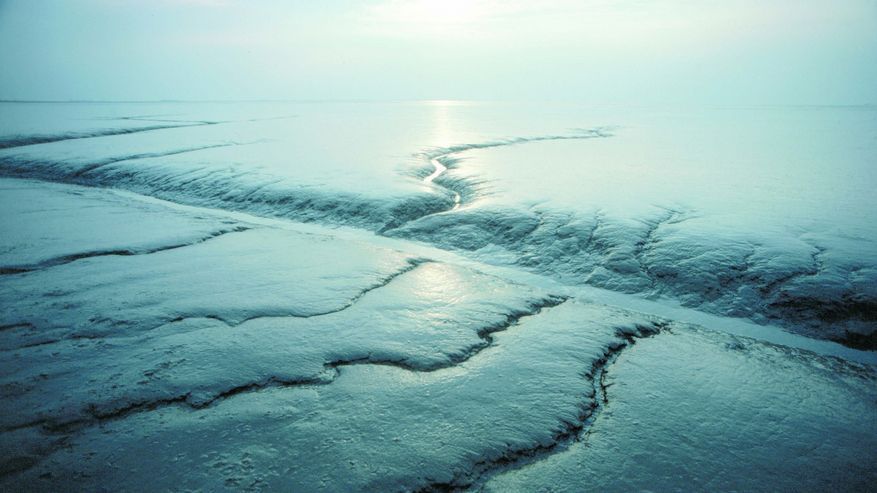 Kleine Priele (Wasserläufe) im Schlickwatt