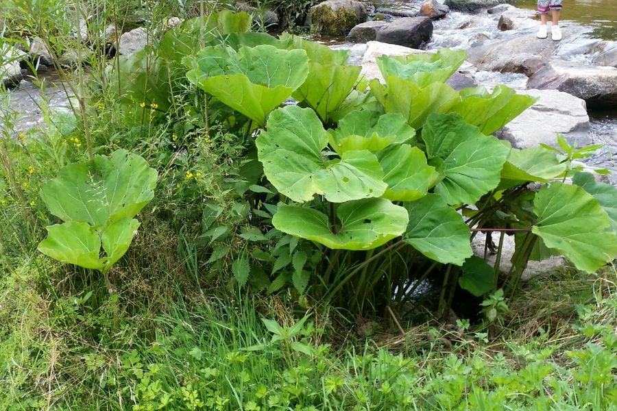 Fundbild der Gruppe Klasse 6a Gymnasium Schramberg