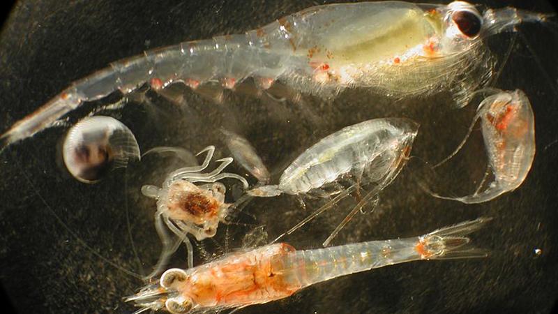 Diverse Wassertierchen