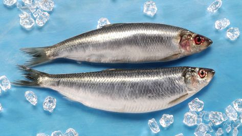 Foto zweier Heringe Culpea Harengus