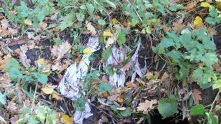 Fundbild der Gruppe Peeneschule Klasse 5