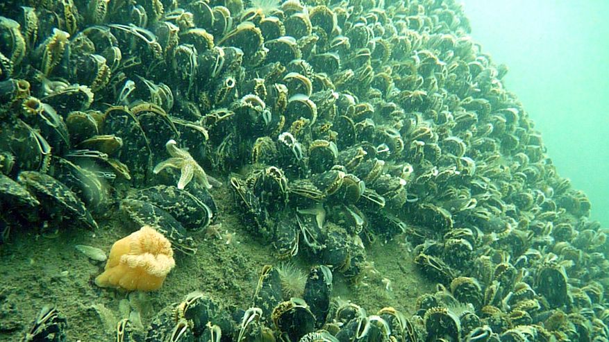 Miesmuscheln am Alpha Ventus Fundament