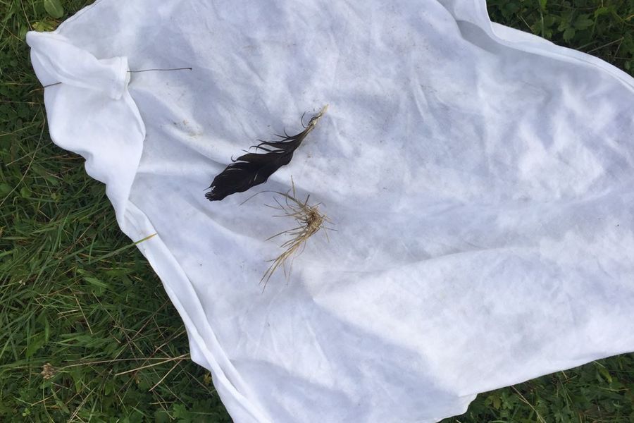 Fundbild der Gruppe Pachelbel´s Plastic Bandits