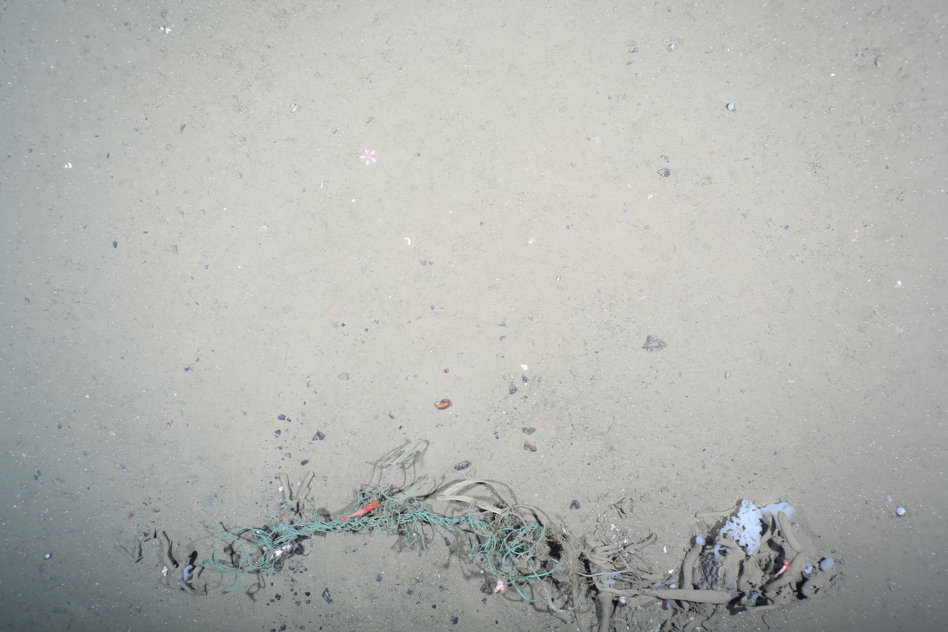 Foto von Plastikmüll am Meeresgrund der arktischen Tiefsee