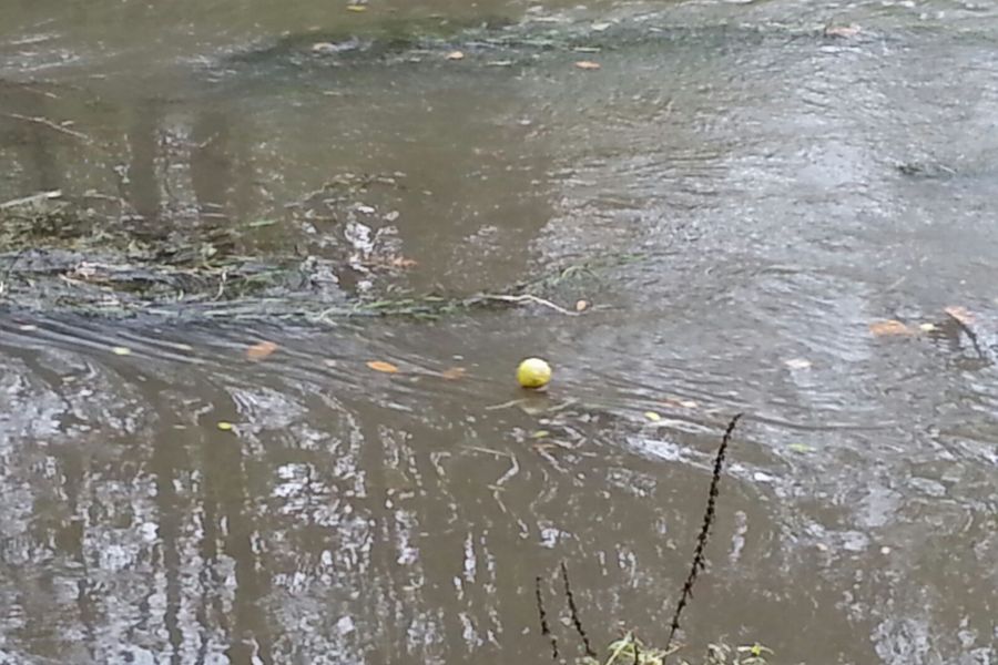 Fundbild der Gruppe Bürstädter Plastikpiraten