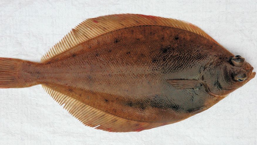 Foto einer Kliesche, eine der häufigsten Plattfischarten in Nordsee und angrenzenden Gewässern