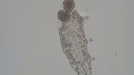 Bärtierchen sind Experten beim Liebesspiel