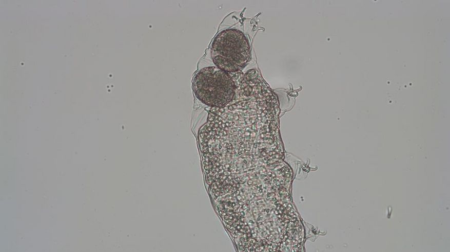 Foto eines Bärtierchen Weibchens, dass Eier legt.