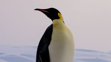 Kaiserpinguin