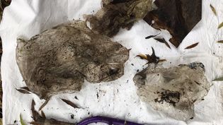 Fundbild der Gruppe CopGym R(h)ein aus Plastik