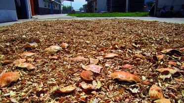 Foto von Schalen von Krustentieren