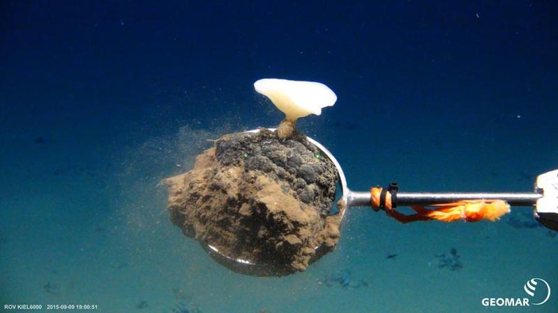 Manganknolle wird vom Meeresboden abgetragen