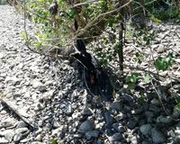 Fundbild der Gruppe Nonnenwerther Rheinpiraten