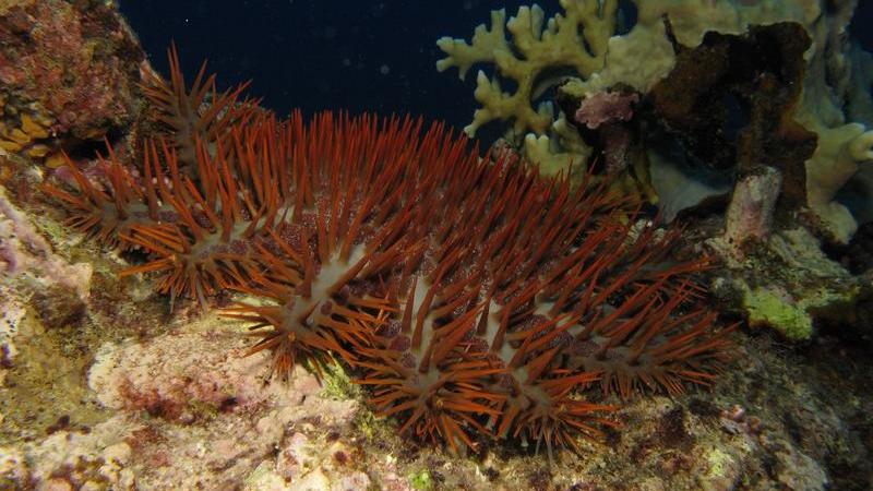 Dornenkronenseestern auf nächtlicher Nahrungssuche im Riff.