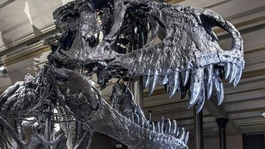 Kopf des Dinosauriesskeletts von T-Rex Tristan im Museum für Naturkunde Berlin