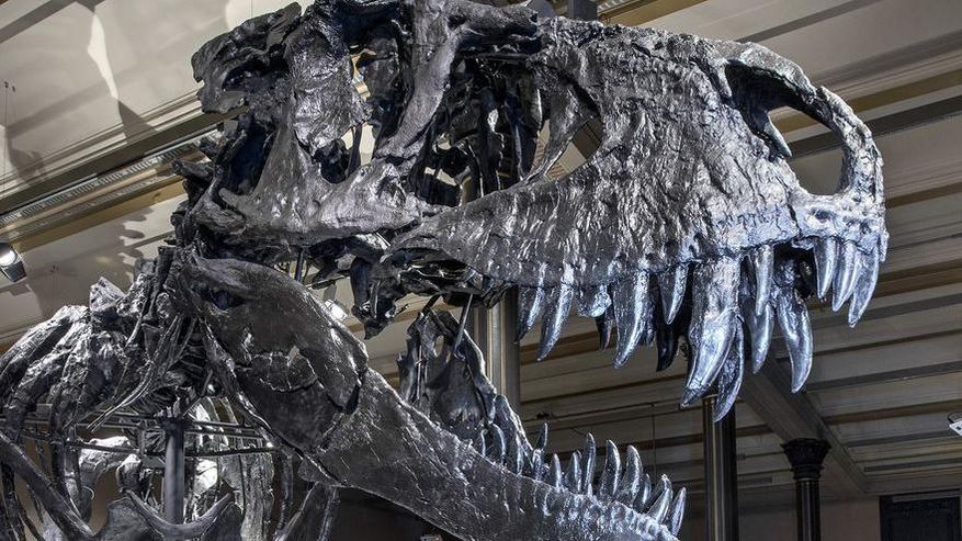 Kopf des Dinosauriesskeletts von T-Rex Tristan im Museum für Naturkunde Berlin