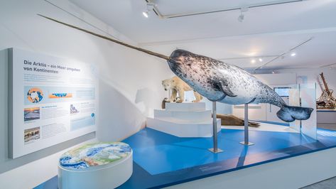 Impressionen der Sonderausstellung „Nutzung der Meere – von der Tiefsee bis in die polaren Regionen“ im Deutschen Meeresmuseum Stralsund