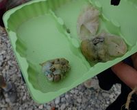 Fundbild der Gruppe Grünschnäbel