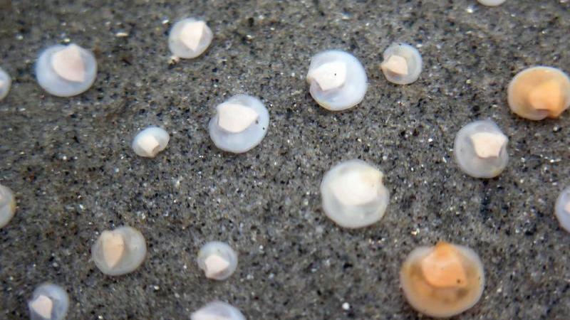 Foto, das Mondmuscheln und Fadenwürmer aus dem Meer zeigt
