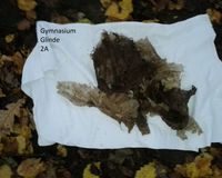 Fundbild der Gruppe Glinder Au