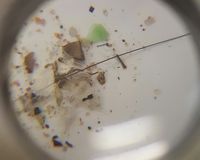 Fundbild der Gruppe Albinus-Gemeinschaftsschule Lauenburg