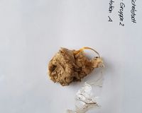 Fundbild der Gruppe Pirates of the Mümling