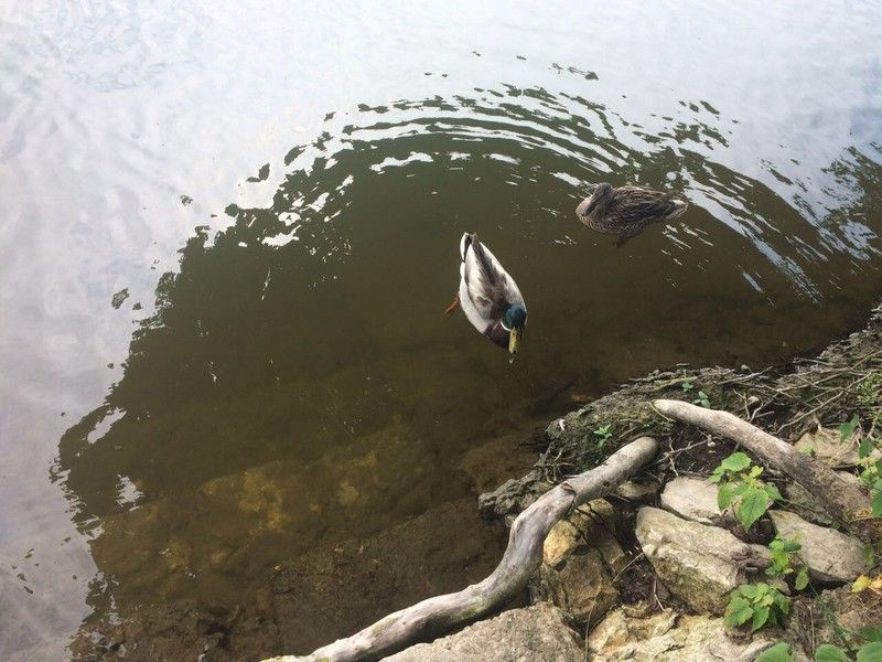 Fundbild der Gruppe Danupe Protectors