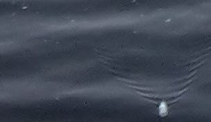 Fundbild der Gruppe Club der ungezwungenen Hobbymüllsammler