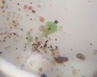 Fundbild der Gruppe Albinus-Gemeinschaftsschule Lauenburg