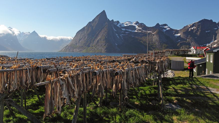 Getrockneter Stockfisch