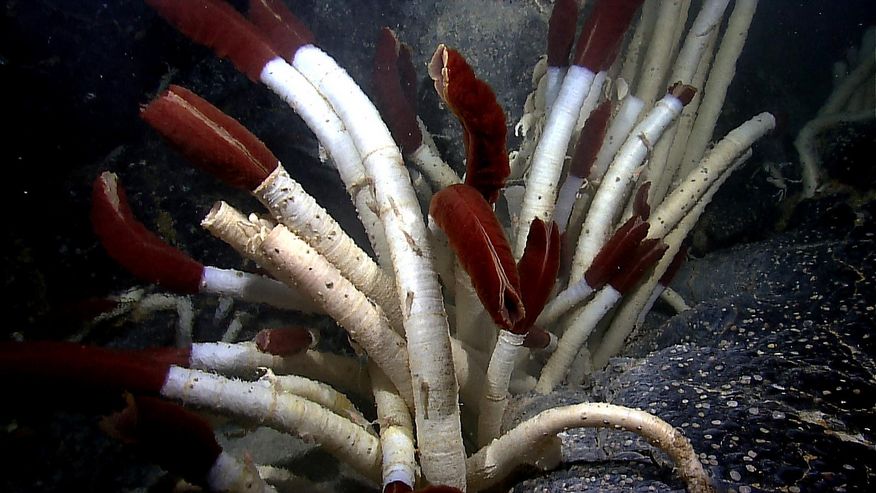 Foto von Röhren am Meeresgrund, in denen Würmer ohne Maul, Magen und Darm leben