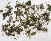 Fundbild der Gruppe Ergänzungsuntersuchung der Schäfchen (Max-Delbrück-Gymnasium)