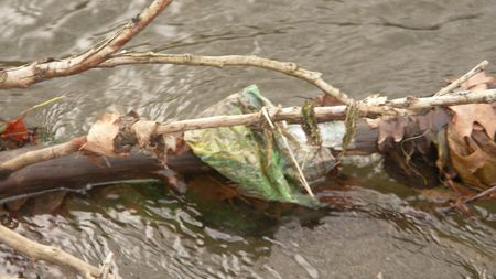Fundbild der Gruppe Querfeldein Biologen am SFS Olpe