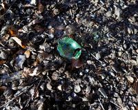 Fundbild der Gruppe Preetzer Putzkolonne