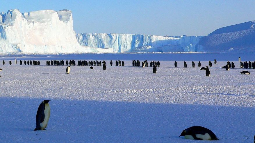 Foto zeigt Pinguine in der Antarktis
