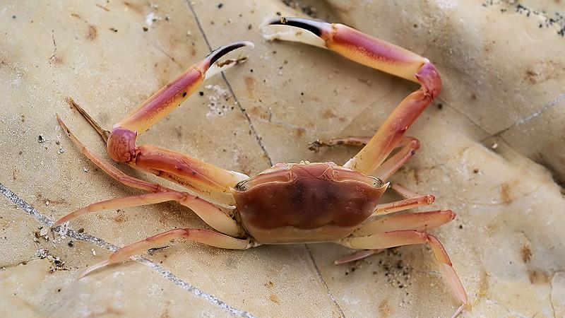 gelb-rote Panzerträger