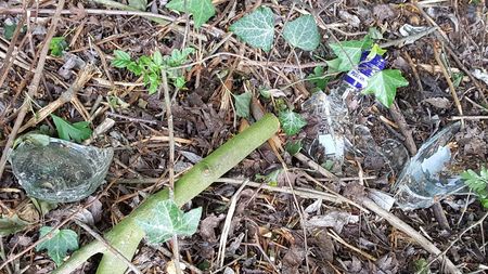 Fundbild der Gruppe Klimascouts