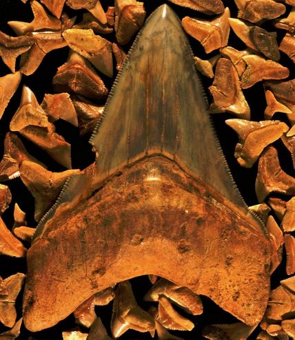 Aufnahme eines Megalodon Haizahns an Fundstelle in Panama