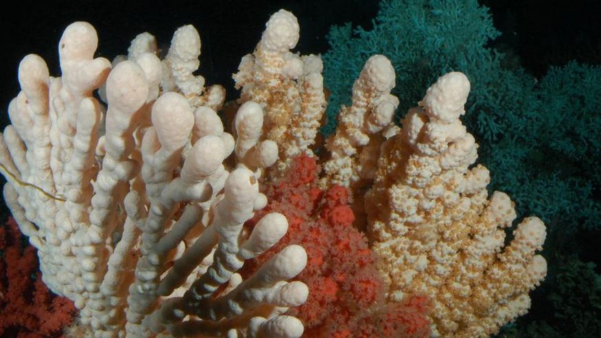 Foto, dass eine Koralle zeigt