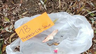 Fundbild der Gruppe FLS G9-3