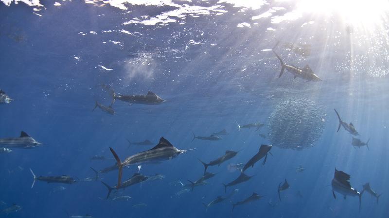 Foto von Segelfischen im offenen Ozean vor der Küste Mexikos