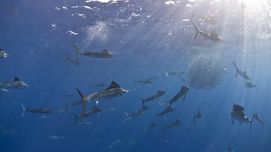 Unberechenbarer Überfall - Segelfische gehen gemeinsam auf Beutejagd