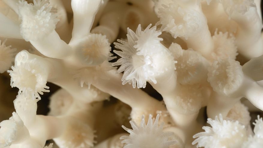 Lebende Polypen der Koralle Lophelia pertusa