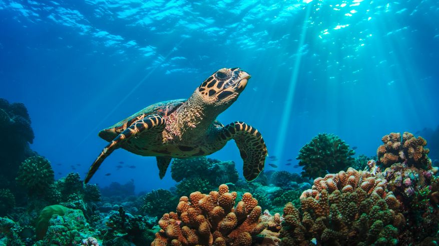 Schildkröte unter Wasser