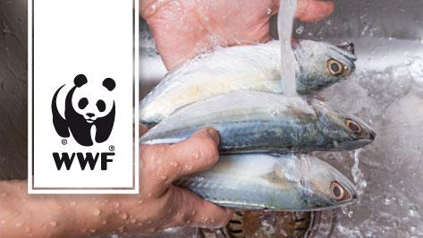 WWF-Fischratgeber