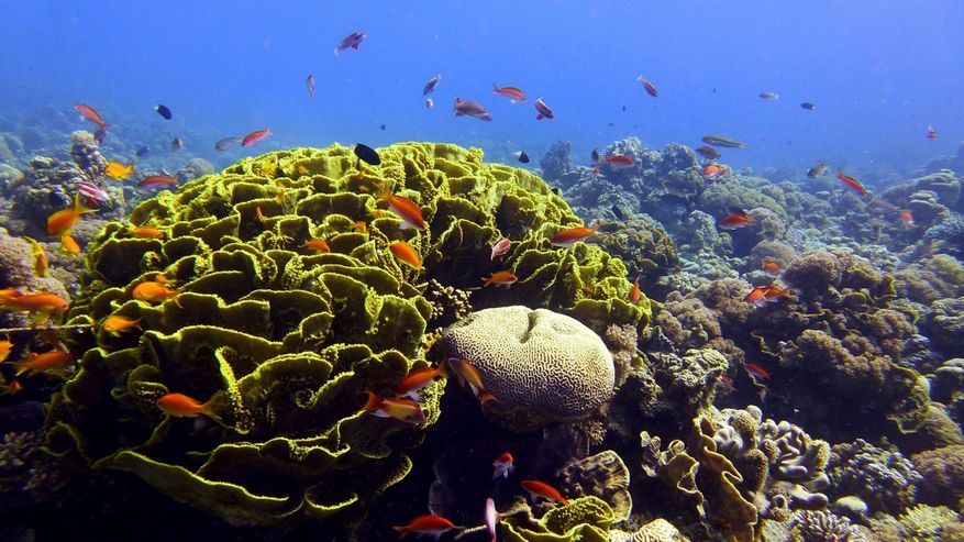 Unterwasserlandschaft im Roten Meer