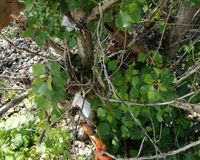 Fundbild der Gruppe Nonnenwerther Rheinpiraten