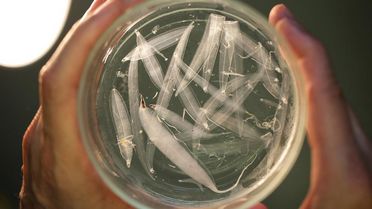 Blick in eine Petrischale die Larven von Tintenfischen und Fischen enthält